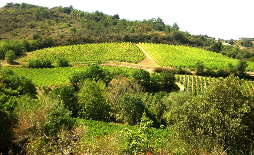Gite Vigneron Du Domaine D'Alon Magrie Exterior photo
